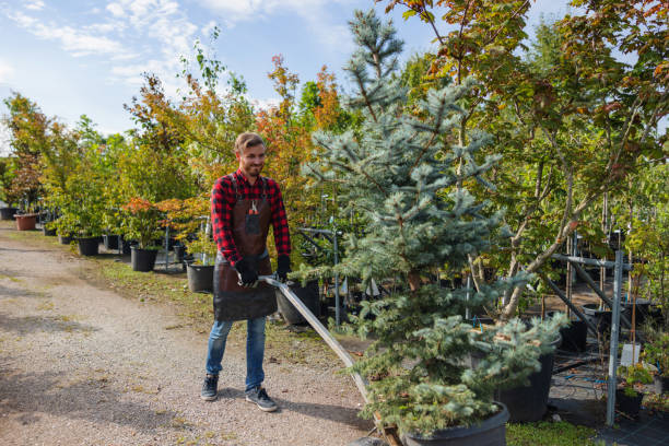 Best Local Tree Services  in Lamont, CA